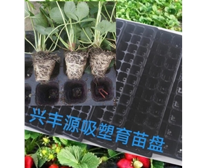 黄山草莓育苗吸塑盘